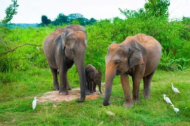 Olifanten in Sri Lanka.jpg