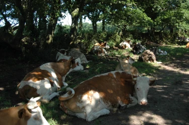 La Ferme de Penquelen