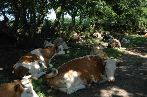 La Ferme de Penquelen