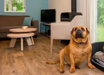 Op vakantie met de hond