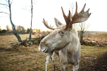west zweden vakantie, eland spotten