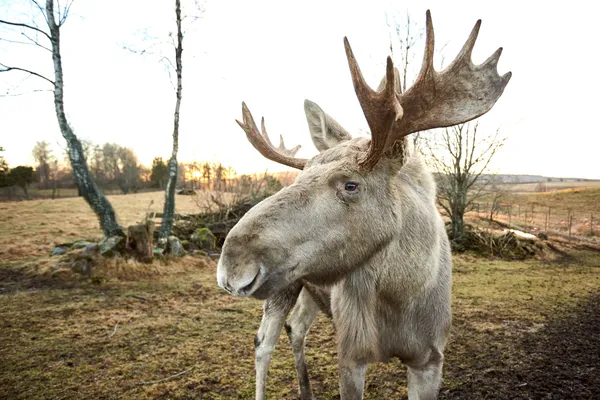 west zweden vakantie, eland spotten