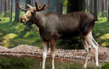 Vakantiepark Isaberg Mountain Resort