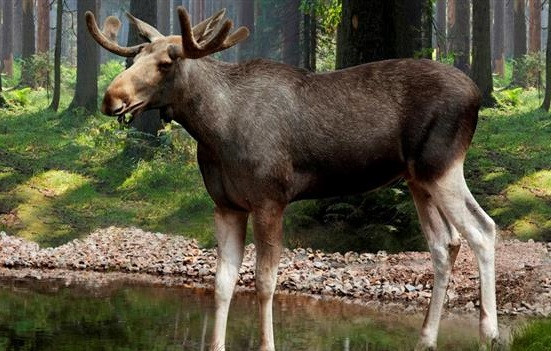 Vakantiepark Isaberg Mountain Resort