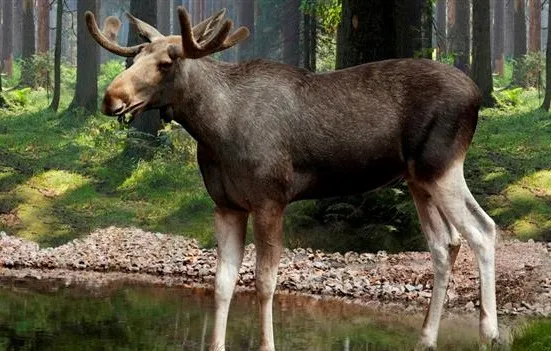 Vakantiepark Isaberg Mountain Resort