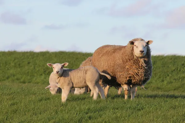 Leukste bestemmingen op Ameland